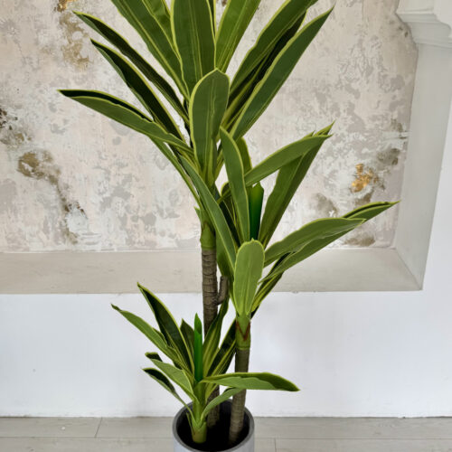 Műnövény Dracena pálma Óriás Zöld 140-150cm magas Fehér Kaspóval