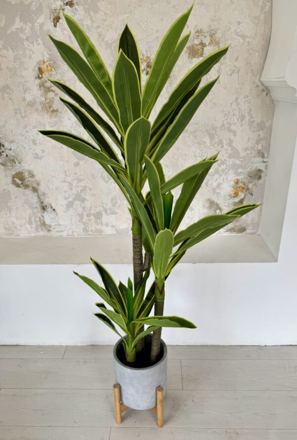 Műnövény Dracena pálma Óriás Zöld 140-150cm magas Fehér Kaspóval